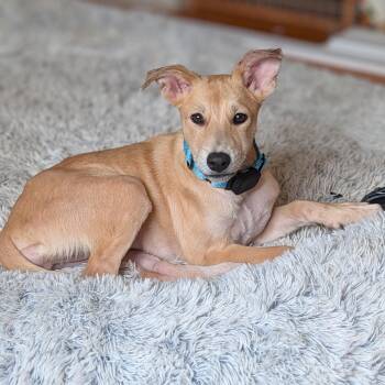 Whippet Dogs Available for Adoption - Winnie | PetCurious