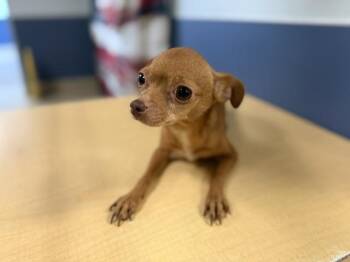 Chihuahua Dogs Available for Adoption in Doral, Florida - SYNPHINE | PetCurious