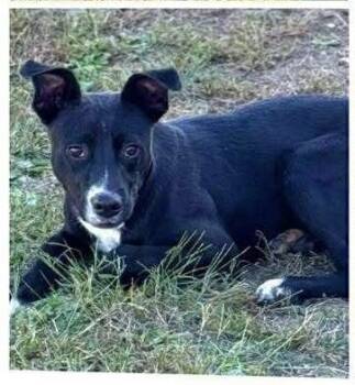 Rescue Labrador Retriever and Mixed Breed Dogs for Adoption in Brewster, New York - Cash (Chesterfield) | PetCurious