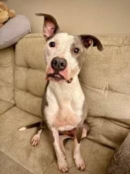 Terrier and Australian Cattle Dog Blue Heeler Dogs Available for Adoption - Buster | PetCurious