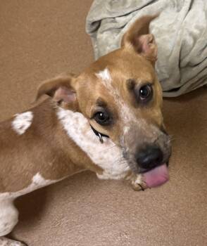 Beagle and Basset Hound Dogs Available for Adoption in Norwalk, Connecticut - Armin | PetCurious