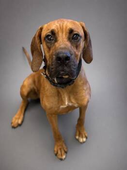 Bodie -  Redbone Coonhound and Boxer Dog for Adoption in Bowling Green, Kentucky - Bodie | PetCurious