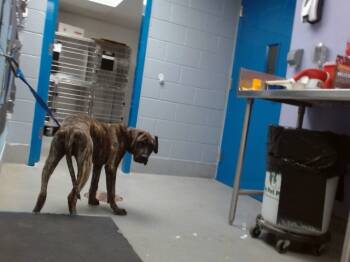 Rescue Pit Bull Terrier and Mixed Breed Dogs for Adoption in Albuquerque, New Mexico - SNICKERS | PetCurious