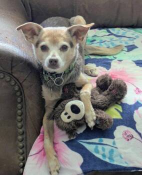 Paulie -  Chihuahua Dog for Adoption in Scottsdale, Arizona - Paulie | PetCurious