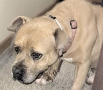 BUDDY -  Pit Bull Terrier Dog for Adoption in Houston, Texas - BUDDY | PetCurious
