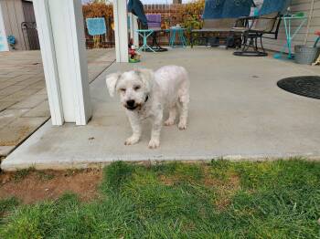Rescue Coton De Tulear Dogs for Adoption in Boise, Idaho - George | PetCurious