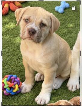 Lida -  American Bulldog and English Bulldog Dog for Adoption in Wanaque, New Jersey - Lida | PetCurious