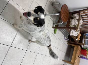 Rescue Australian Cattle Dog Blue Heeler Dogs for Adoption in Hendersonville, Tennessee - Bandit | PetCurious