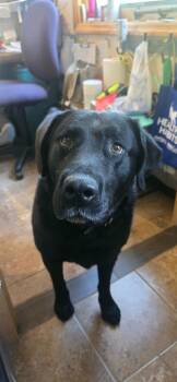 Mac -  Labrador Retriever Dog Available for Adoption in Ashland, Wisconsin - Mac | PetCurious