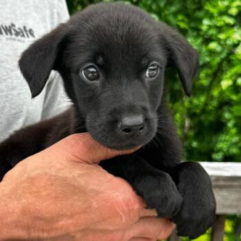NY Ringo Avail Jun 13 (Choice Pet Carmel) -  Labrador Retriever and Shepherd Dog for Adoption in Stormville, New York - NY Ringo Avail Jun 13 (Choice Pet Carmel) | PetCurious
