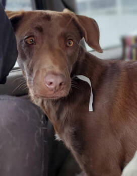 Rescue Labrador Retriever and Shepherd Dogs for Adoption in Nokomis, Florida - Carley | PetCurious