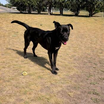 Labrador Retriever Dogs Available for Adoption in Valdosta, Georgia - Titus | PetCurious