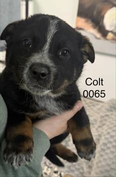 Shepherd Dogs Available for Adoption in Hop Bottom, Pennsylvania - Colt | PetCurious
