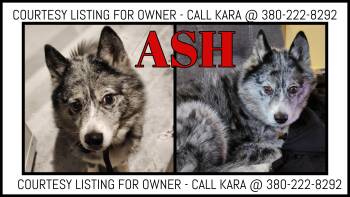 Ash - COURTESY LISTING -  Pomeranian and Husky Dog Available for Adoption in Valley City, North Dakota - Ash - COURTESY LISTING | PetCurious