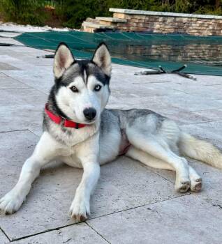 Husky Dogs Available for Adoption - Tundra | PetCurious