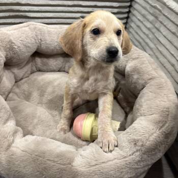 Beagle Dogs Available for Adoption in Union Grove, Wisconsin - Polly | PetCurious