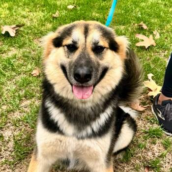 Bellie - Chino Hills Location -  German Shepherd Dog and Husky Dog for Adoption in Chino Hills, California - Bellie - Chino Hills Location | PetCurious