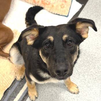 Shepherd Dogs Available for Adoption - Barry | PetCurious