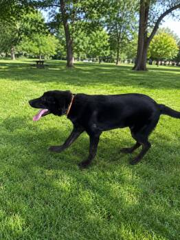 Rose -  Black Labrador Retriever Dog for Adoption in Las Vegas, Nevada - Rose | PetCurious