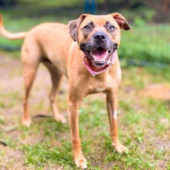 Storm -  Mixed Breed Dog for Adoption in Springboro, Ohio - Storm | PetCurious