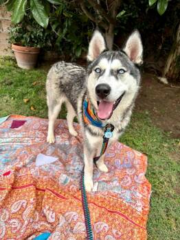 Damien -  Husky Dog for Adoption in Santa Monica, California - Damien | PetCurious