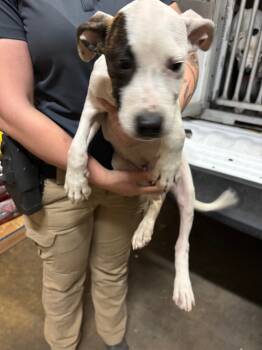 Rescue Hound Dogs for Adoption in Hot Springs, Arkansas - Houston | PetCurious