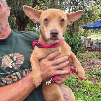 Rolo -  Dachshund and Husky Dog for Adoption in Chiefland, Florida - Rolo | PetCurious