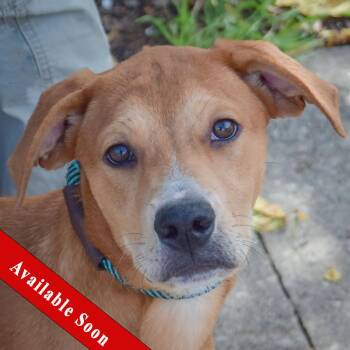 Shelby -  Yellow Labrador Retriever and Black Mouth Cur Dog for Adoption in Huntley, Illinois - Shelby | PetCurious