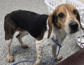 Beagle Dogs Available for Adoption - Spot | PetCurious
