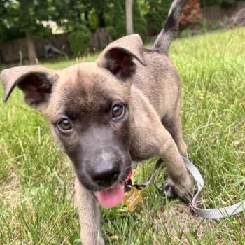 Jan -  Labrador Retriever and Mixed Breed Dog for Adoption in Ferndale, Michigan - Jan | PetCurious