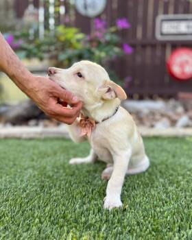 Rescue Labrador Retriever and Terrier Dogs for Adoption in Fairfield, Connecticut - Radar | PetCurious