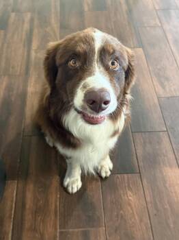 Scout -  Australian Shepherd and Border Collie Dog for Adoption in Houston, Texas - Scout | PetCurious