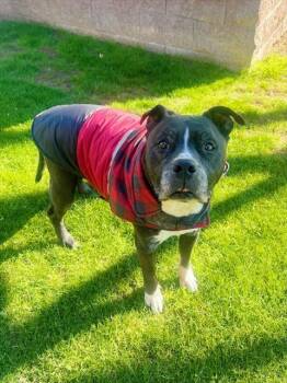 Pit Bull Terrier and Mixed Breed Dogs Available for Adoption - PETEY (MASON) | PetCurious