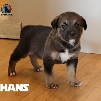 Mixed Breed Dogs Available for Adoption in Calgary, Alberta - Han Solo | PetCurious