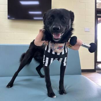 Jake -  Terrier and Mixed Breed Dog for Adoption in Lyndhurst, Virginia - Jake | PetCurious