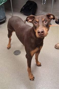 Rescue Doberman Pinscher Dogs for Adoption in Las Vegas, Nevada - PEE WEE | PetCurious