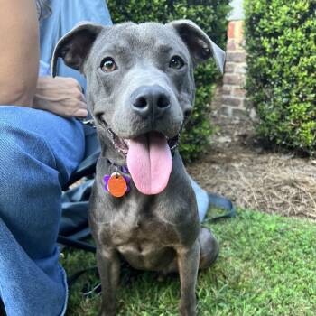 Raylan -  Pit Bull Terrier and American Bully Dog for Adoption in Cumming, Georgia - Raylan | PetCurious