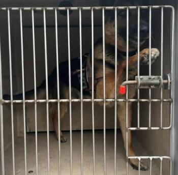 German Shepherd Dog Dogs Available for Adoption in Oklahoma City, Oklahoma - BUDDY | PetCurious