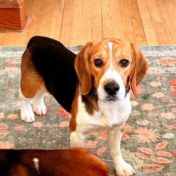 Alfie -  Beagle Dog for Adoption in Wauwatosa, Wisconsin - Alfie | PetCurious