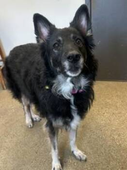 Scootie Jr -  German Shepherd Dog Dog for Adoption in Cleveland, Ohio - Scootie Jr | PetCurious