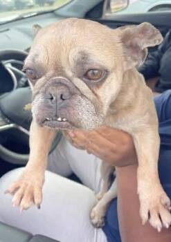 French Bulldog Dogs Available for Adoption - Joy (GA) | PetCurious