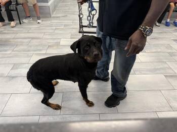 BRIDGETTE -  Rottweiler Dog for Adoption in Charlotte, North Carolina - BRIDGETTE | PetCurious
