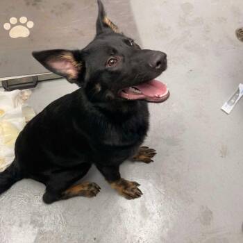 German Shepherd Dog Dogs Available for Adoption - Buckley | PetCurious