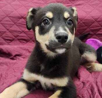 Labrador Retriever Dogs Available for Adoption - Charlie Brown | PetCurious