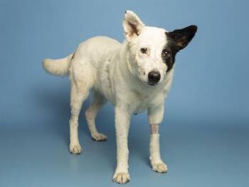Australian Shepherd and Mixed Breed Dogs Available for Adoption in Phoenix, Arizona - ROMY | PetCurious