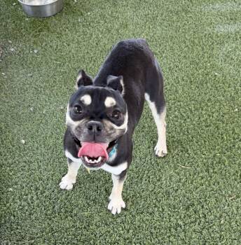 Flutter -  French Bulldog and Pug Dog for Adoption in Canutillo, Texas - Flutter | PetCurious