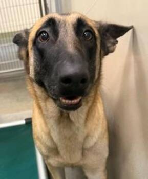 2025-09-024 *Violet* -  Shepherd Dog for Adoption in Winder, Georgia - 2025-09-024 *Violet* | PetCurious