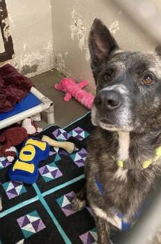 Sarge -  Mixed Breed Dog for Adoption in Hobart, Indiana - Sarge | PetCurious