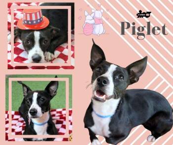 Piglet -  Basenji and Boston Terrier Dog for Adoption in Lindsay, California - Piglet | PetCurious
