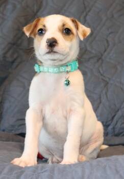Lanikai -  Mixed Breed Dog for Adoption in Mesa, Arizona - Lanikai | PetCurious